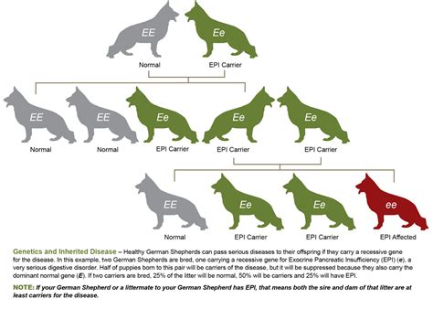 What are dominant dog genes?