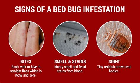 What are early signs of bed bugs?