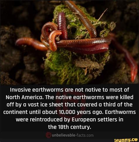 What are earthworms mostly killed by?