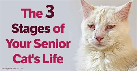 What are end of life signs in elderly cat?