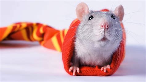 What are fun activities for rats?