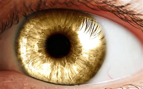 What are golden eyes?