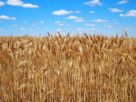 What are grain crops?
