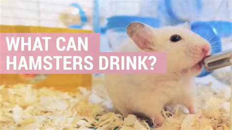 What are hamsters allowed to drink?