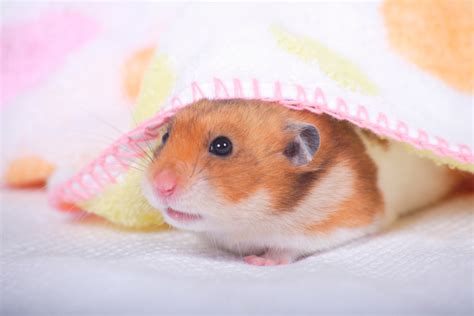 What are hamsters sensitive to?