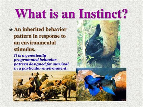 What are instincts in psychology?