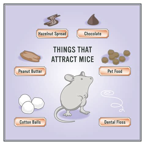 What are mouse attracted to?
