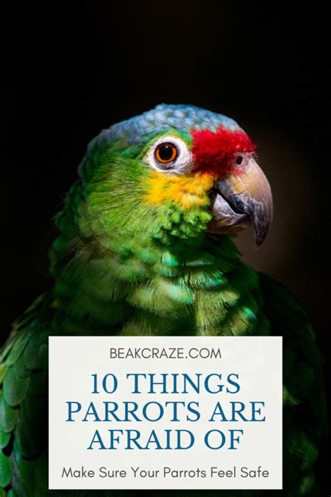 What are parrots most scared of?