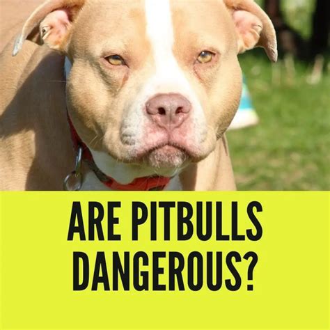 What are pitbulls dangers?