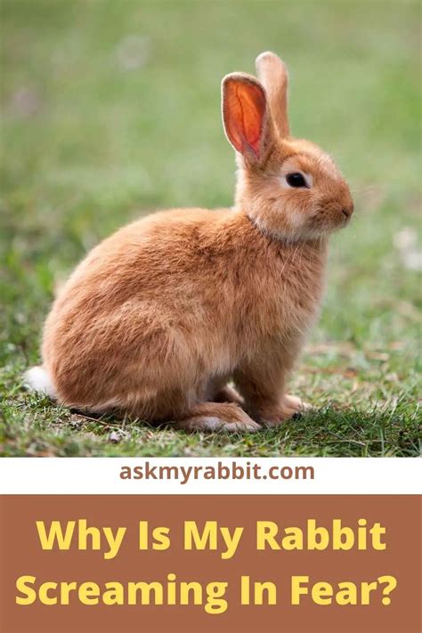 What are rabbits most afraid of?