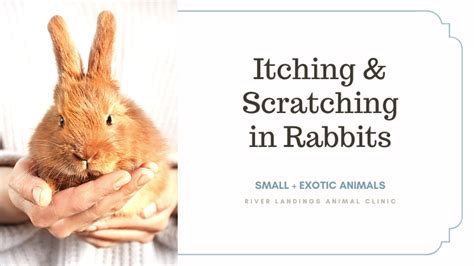 What are rabbits sensitive to?