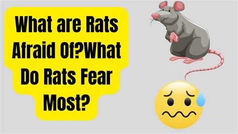 What are rats most scared of?