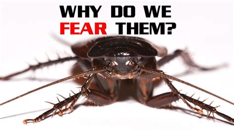 What are roaches scared of?
