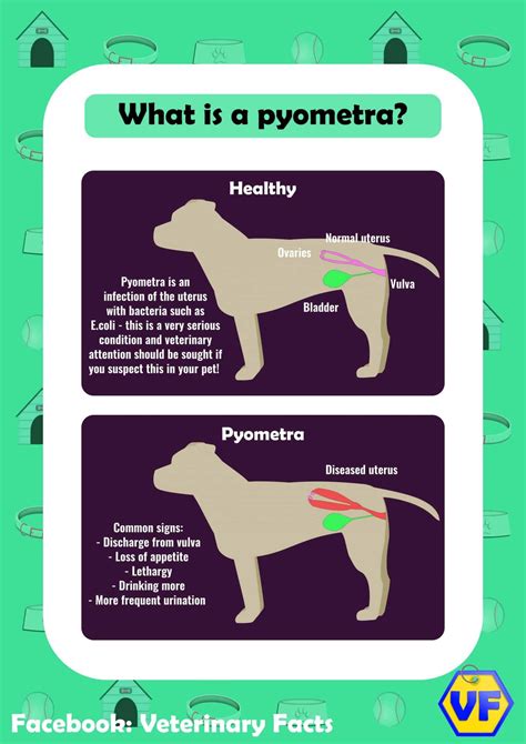 What are signs of Pyometra?