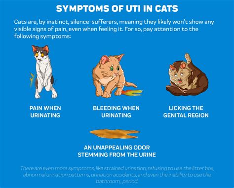 What are signs of a UTI in cats?