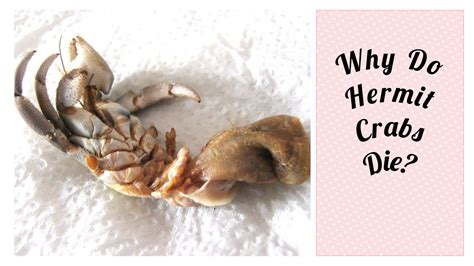 What are signs of a dying hermit crab?