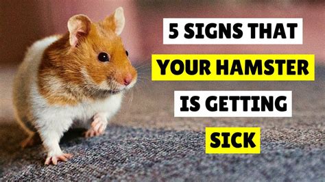 What are signs of a sick hamster?