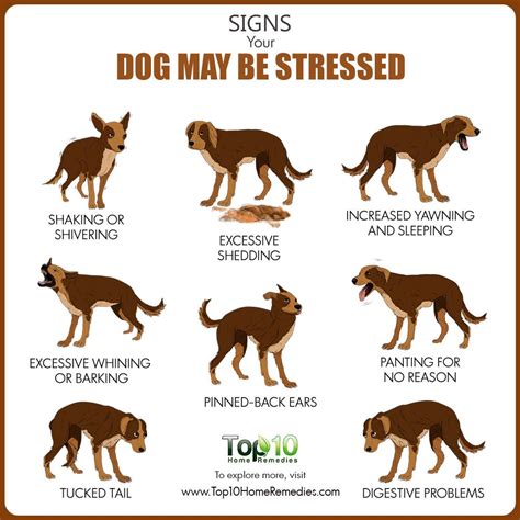 What are signs of anxiety in dogs?