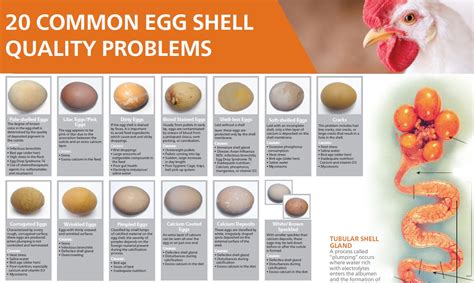 What are signs of poor egg quality?