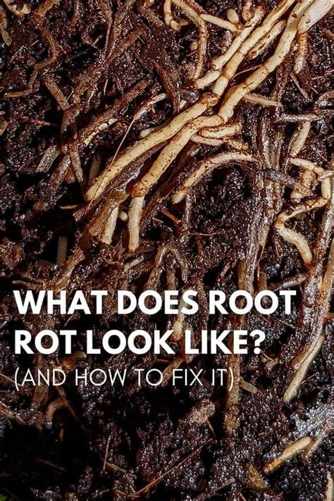 What are signs of root rot?