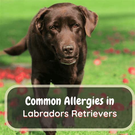 What are silver Labs allergic to?