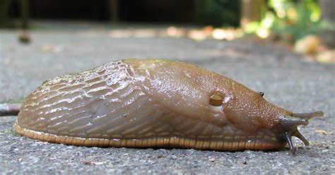 What are slugs afraid of?