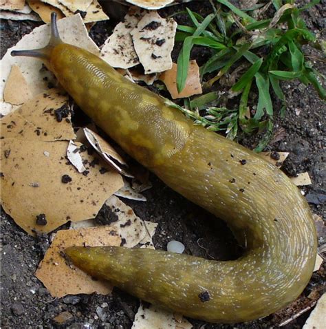 What are slugs good for?