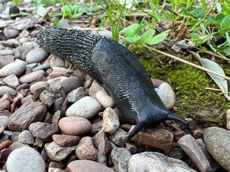 What are slugs sensitive to?