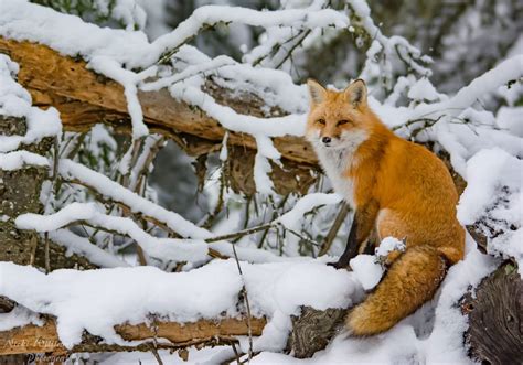 What are some facts about Canadian foxes?