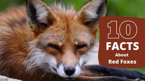 What are some negative facts about foxes?