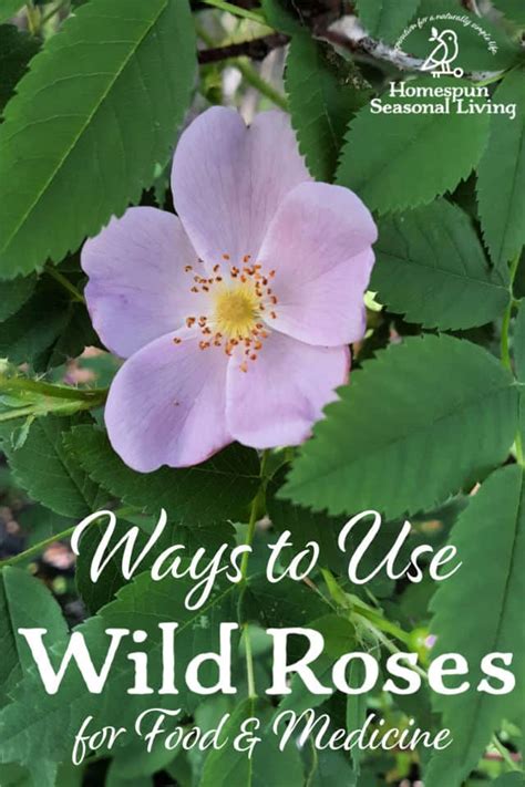 What are some traditional uses for wild rose?