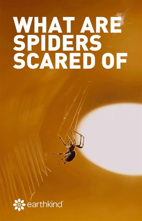 What are spiders afraid of?