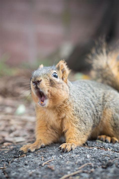 What are squirrels scared?