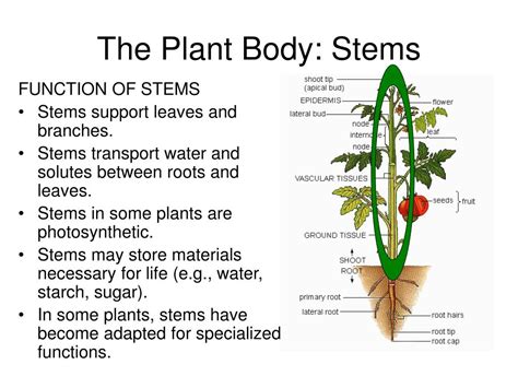 What are stems on body?