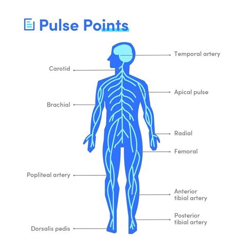 What are the 10 pulse points?