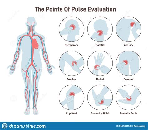 What are the 11 pulse points?