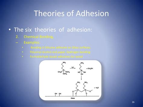 What are the 2 types of adhesion?