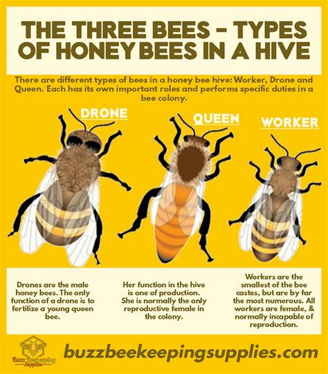 What are the 3 P's of bees?