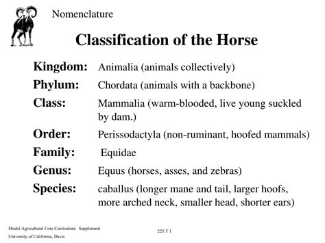 What are the 3 classifications of horses?