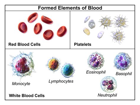 What are the 3 main blood cells?