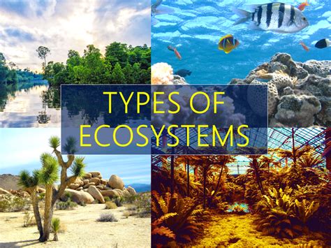 What are the 3 main ecosystems?