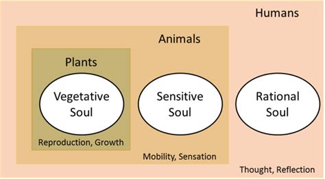 What are the 3 main types of soul?