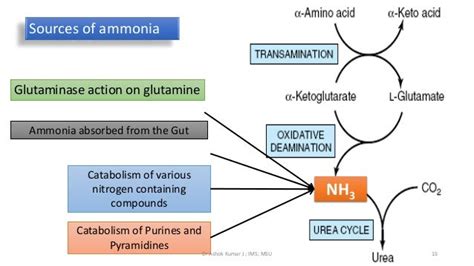 What are the 3 sources of ammonia?