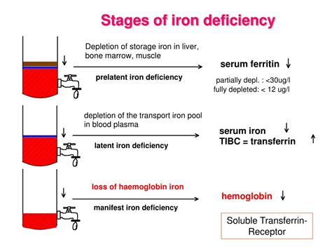What are the 3 stages of iron deficiency?
