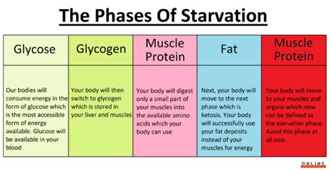 What are the 3 stages of starvation?