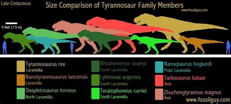 What are the 3 types of Trex?