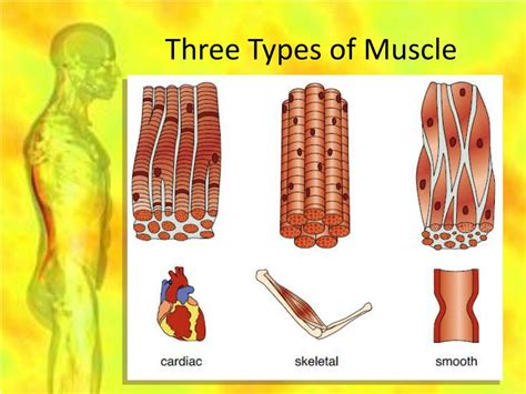 What are the 3 types of muscle?