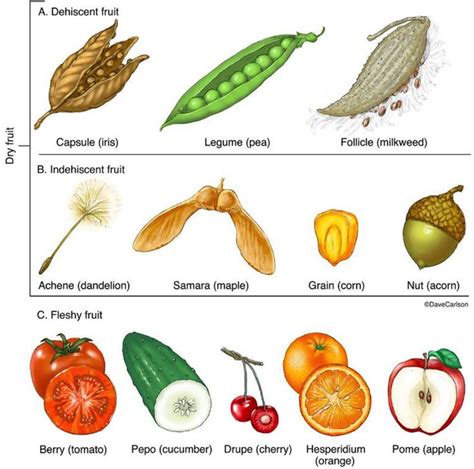 What are the 3 types of seed?