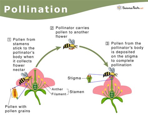 What are the 3 ways plants can be pollinated?