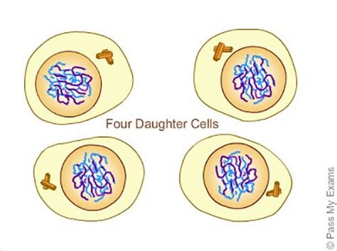 What are the 4 daughter cells called?